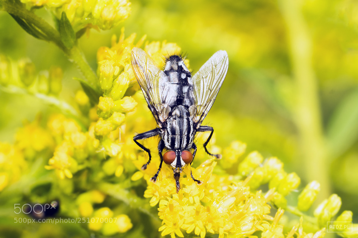 Nikon D5300 sample photo. 049 musca domestica #2 photography