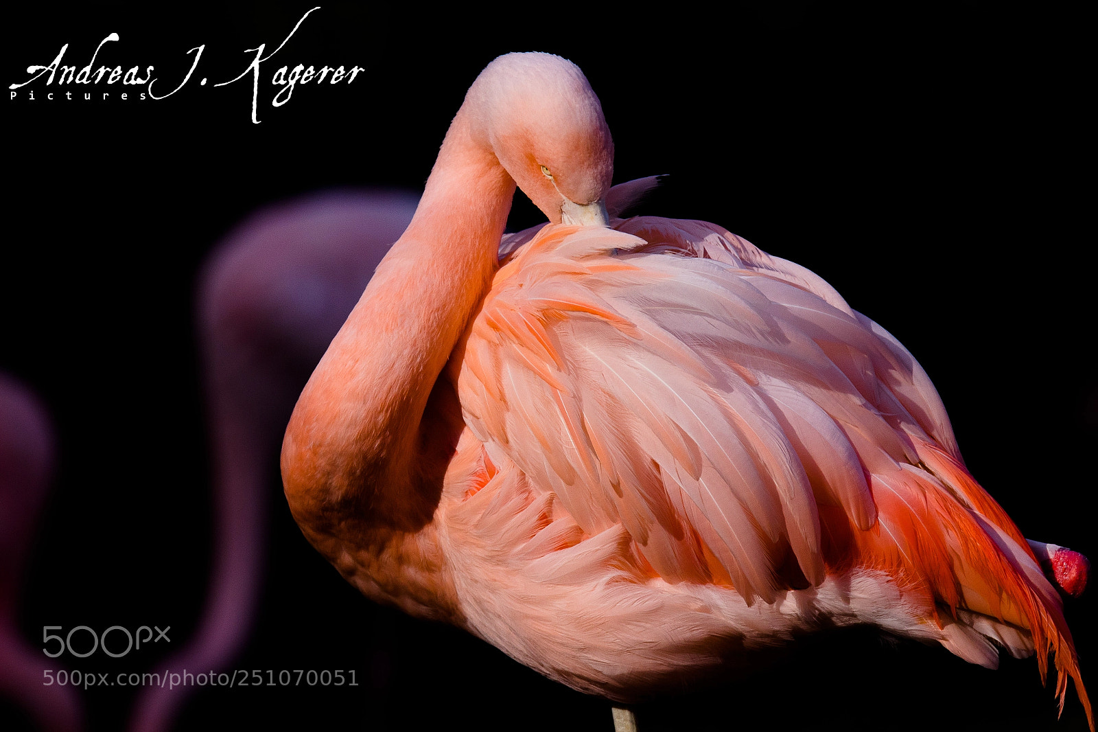 Canon EOS 80D sample photo. Pink beauty photography