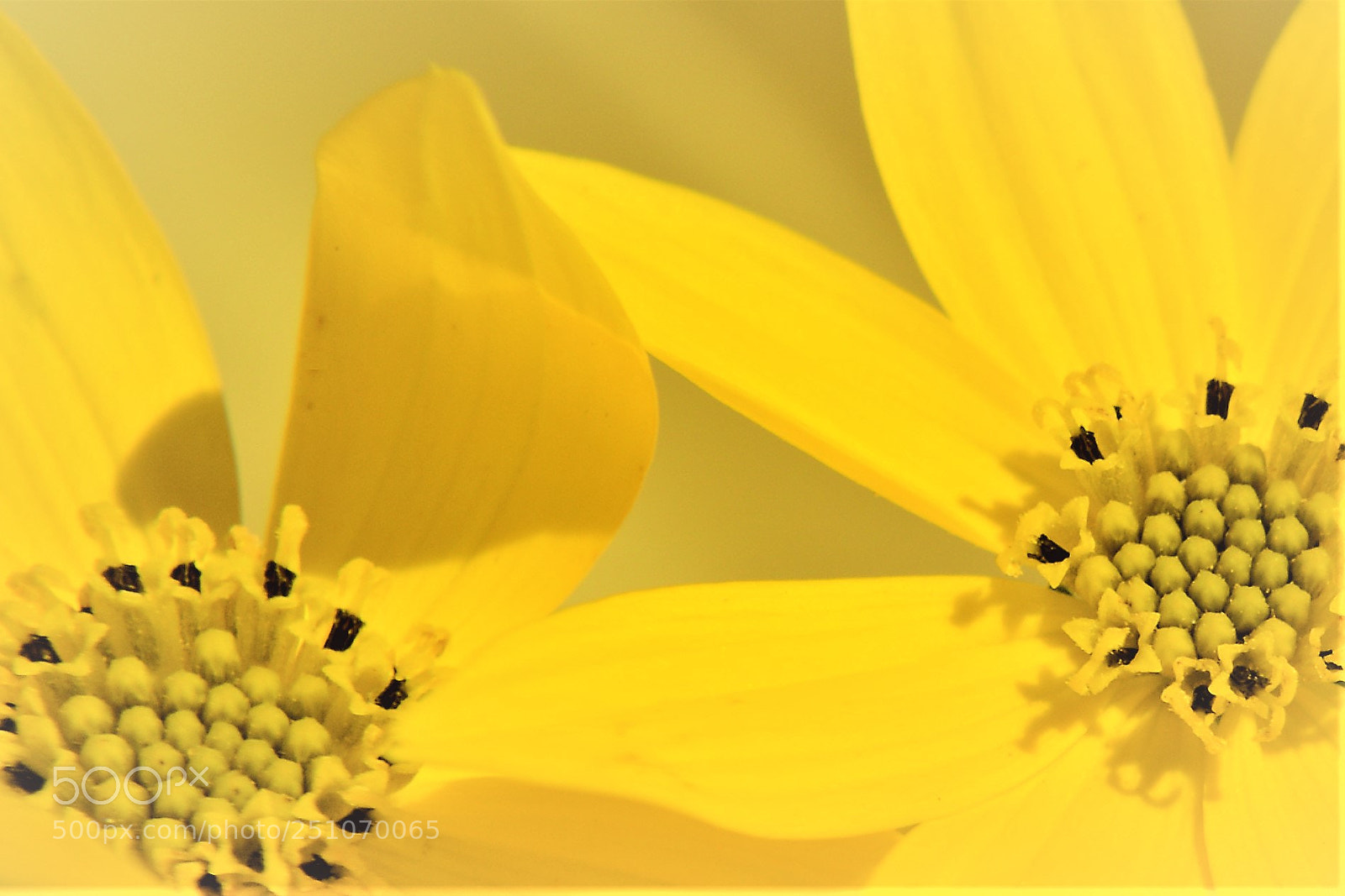 Nikon D5200 sample photo. Close to the middle photography