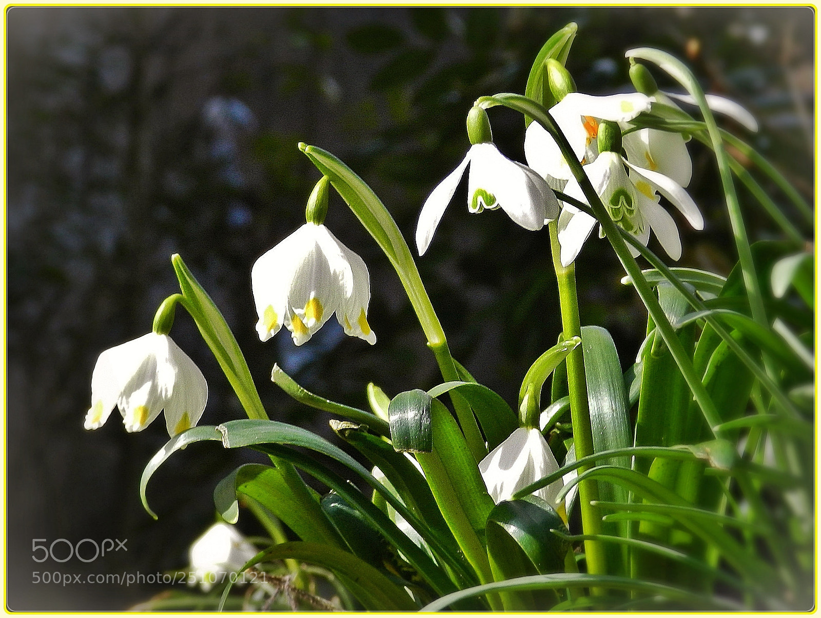 Nikon Coolpix P500 sample photo. Snow drops photography