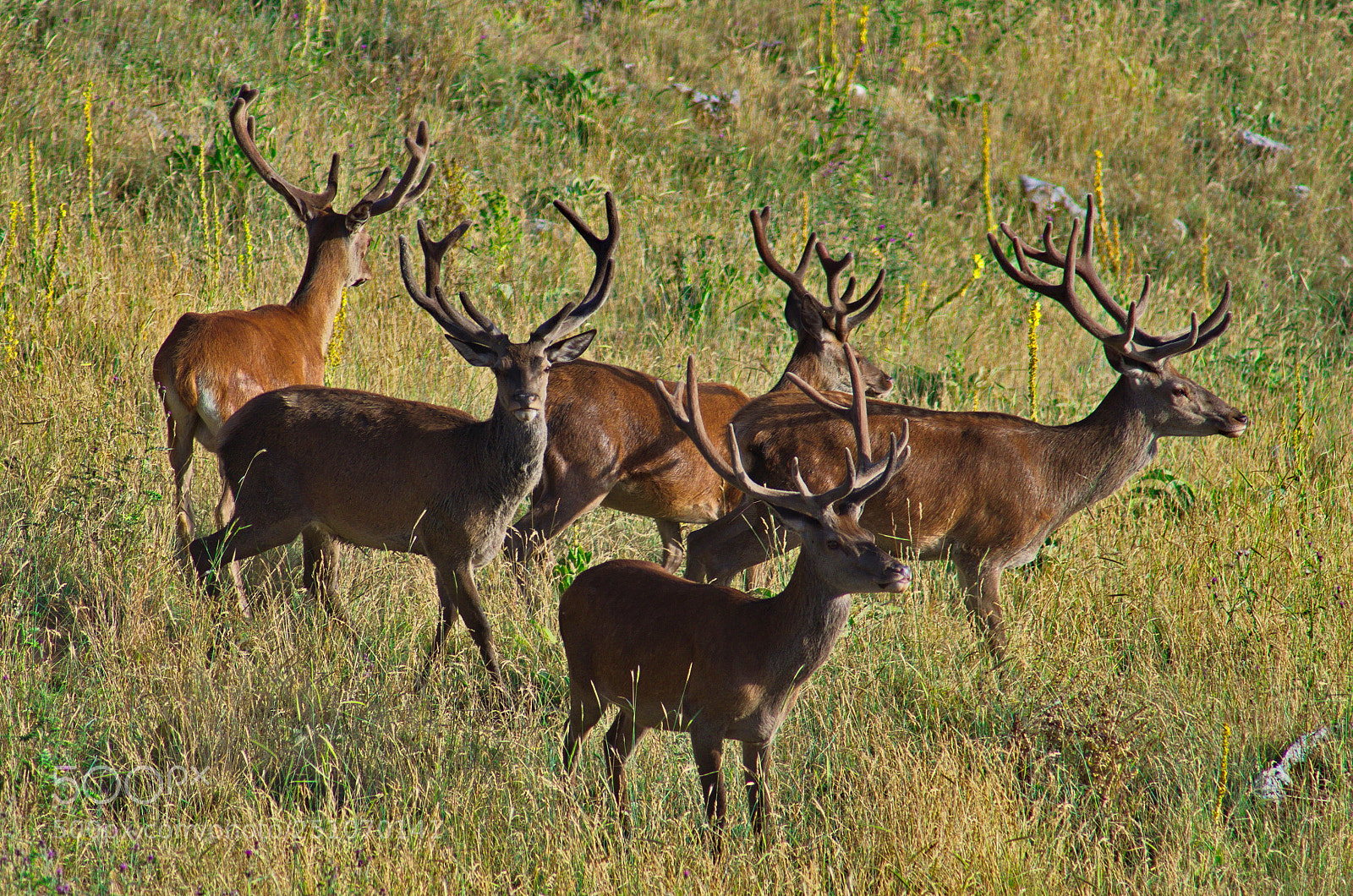 Pentax K-50 sample photo. Herd of male red photography