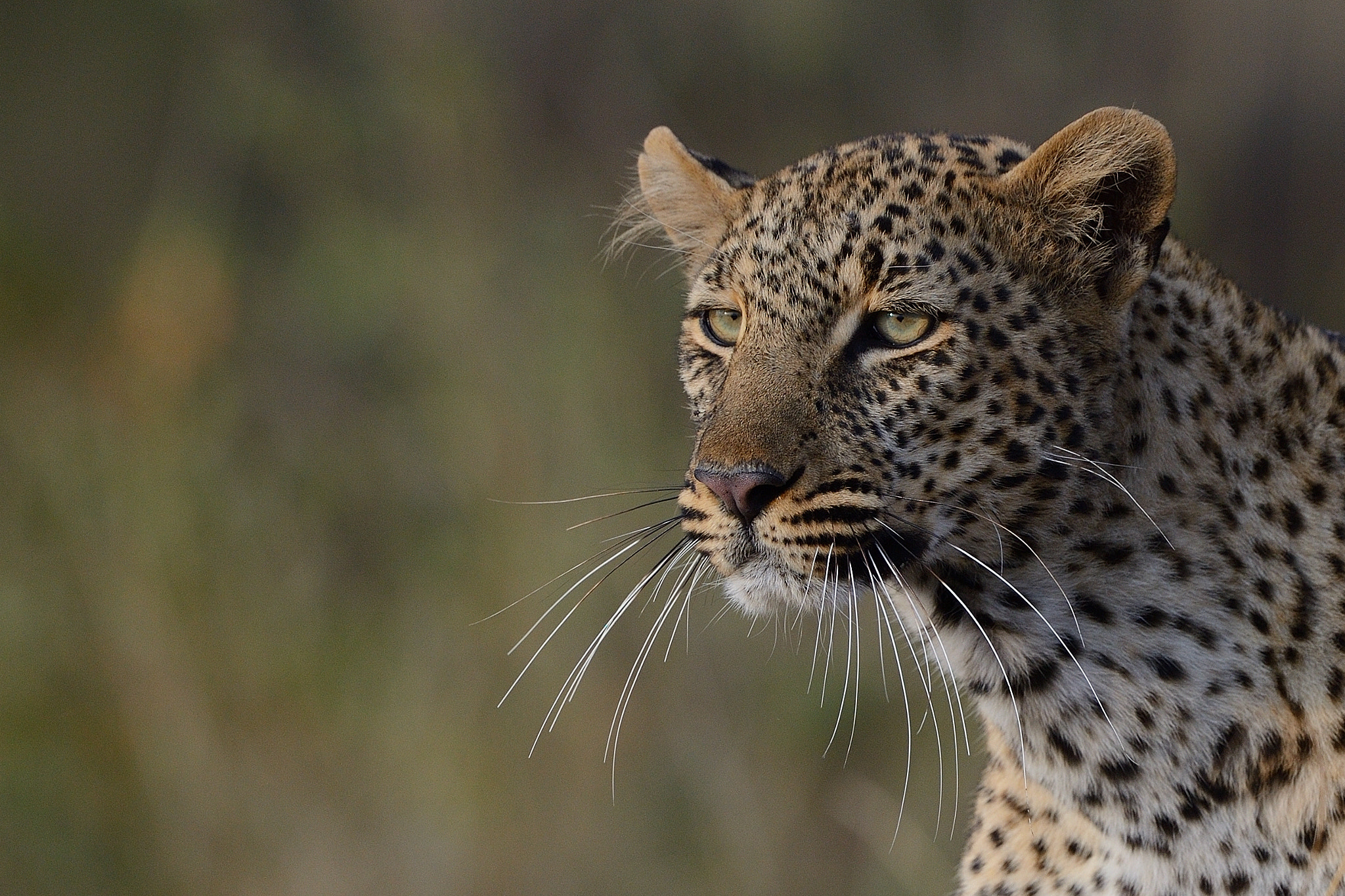 Nikon AF-S Nikkor 500mm F4G ED VR sample photo. Leopard portrait photography