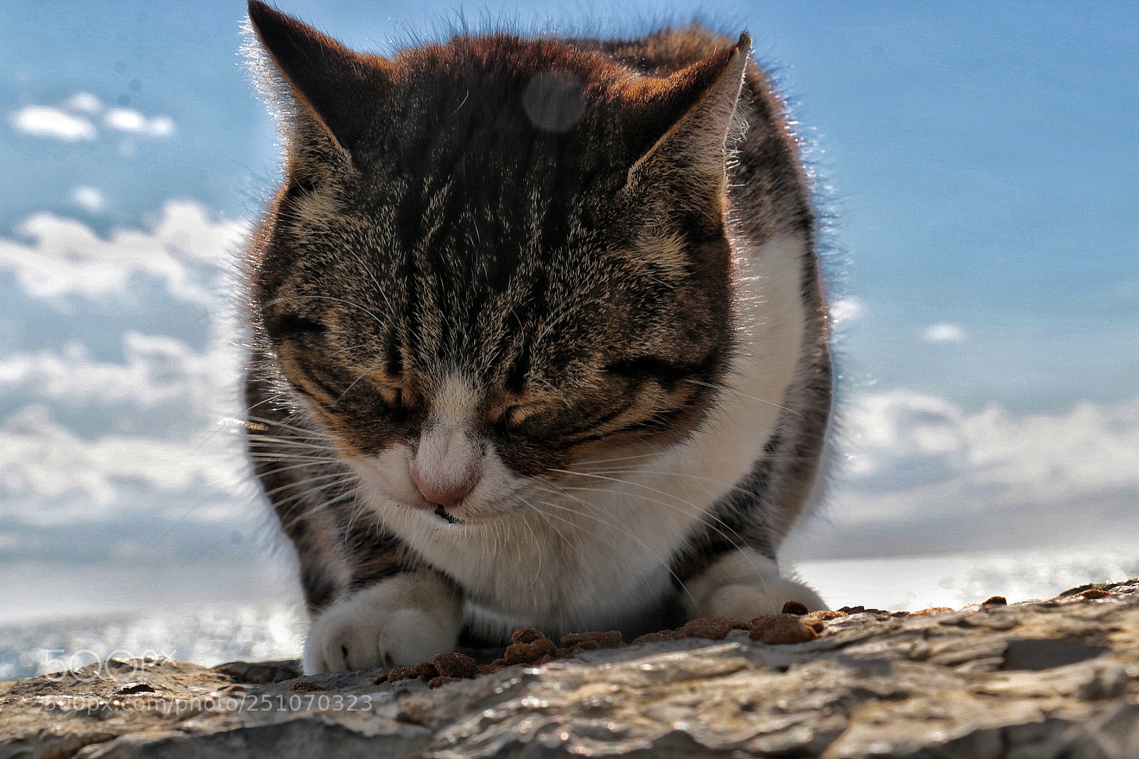 Canon EOS 70D sample photo. Cat photography