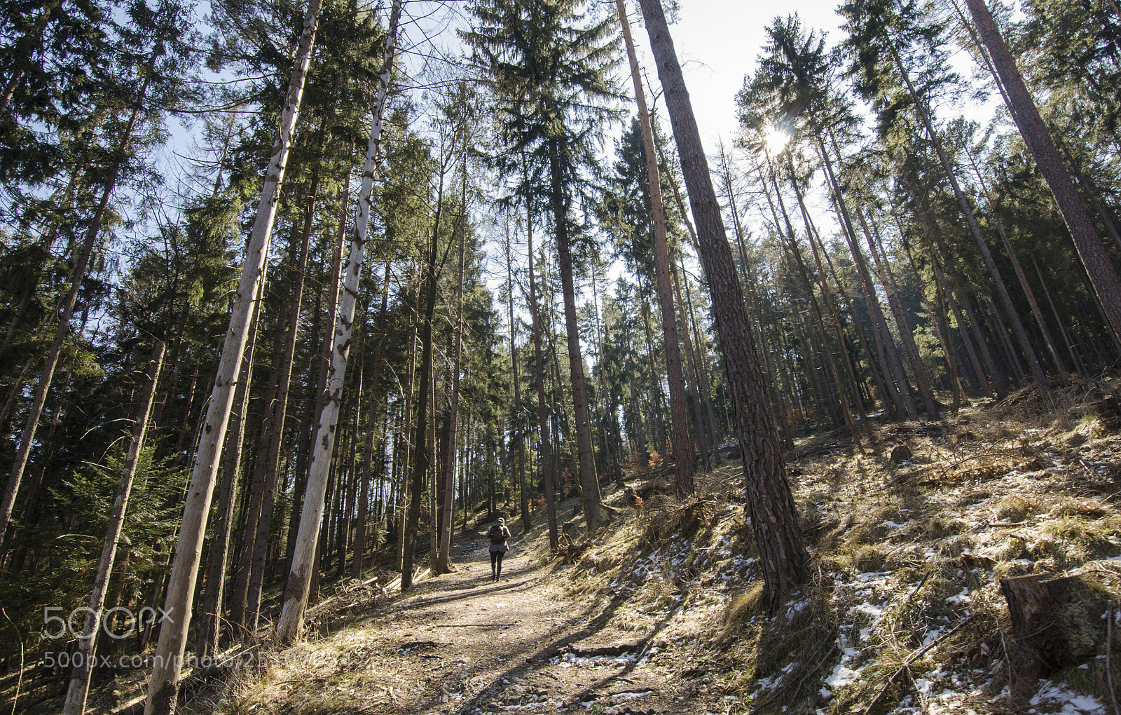 Nikon D7000 sample photo. Forest photography