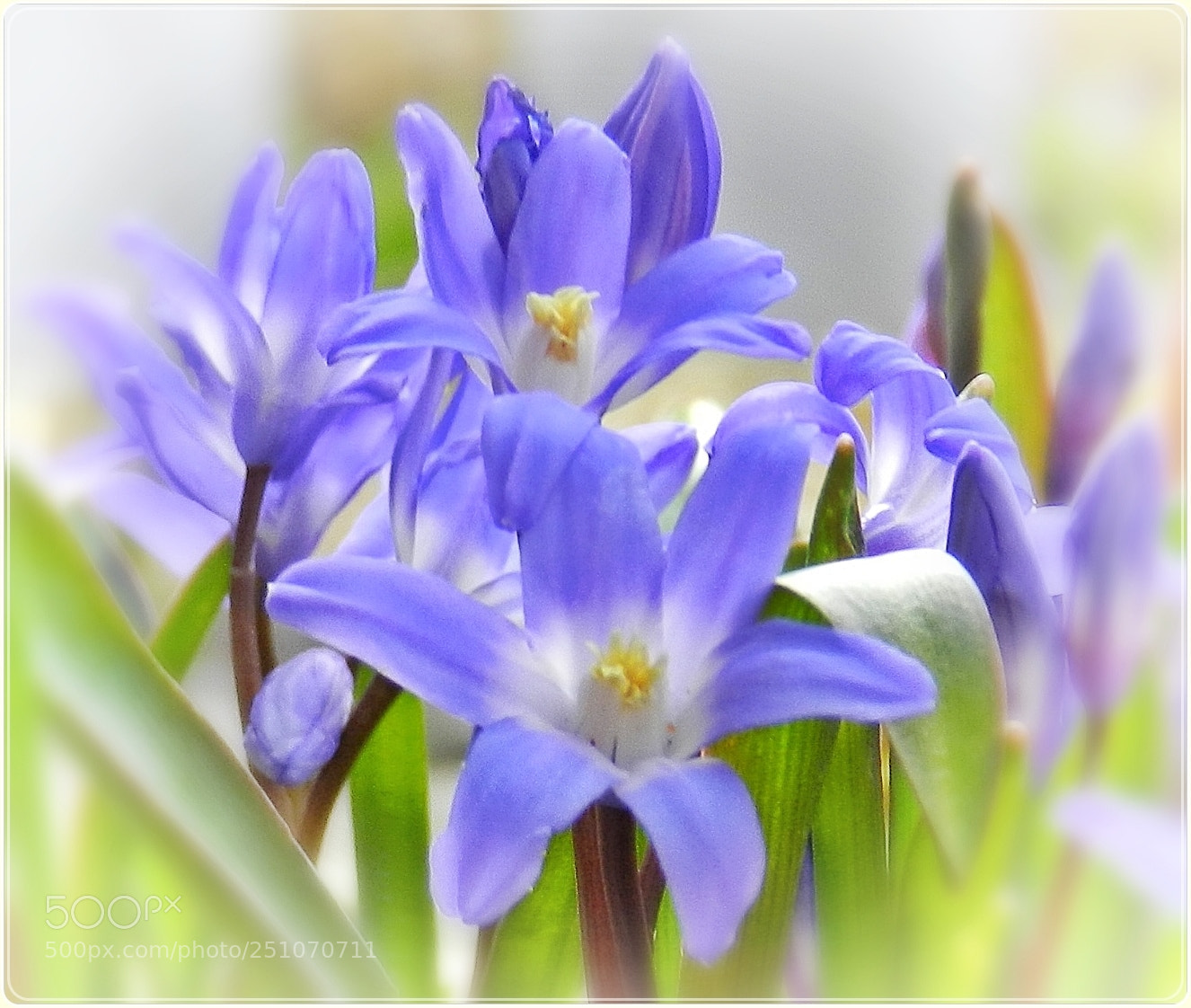 Nikon Coolpix P500 sample photo. Blue stars photography