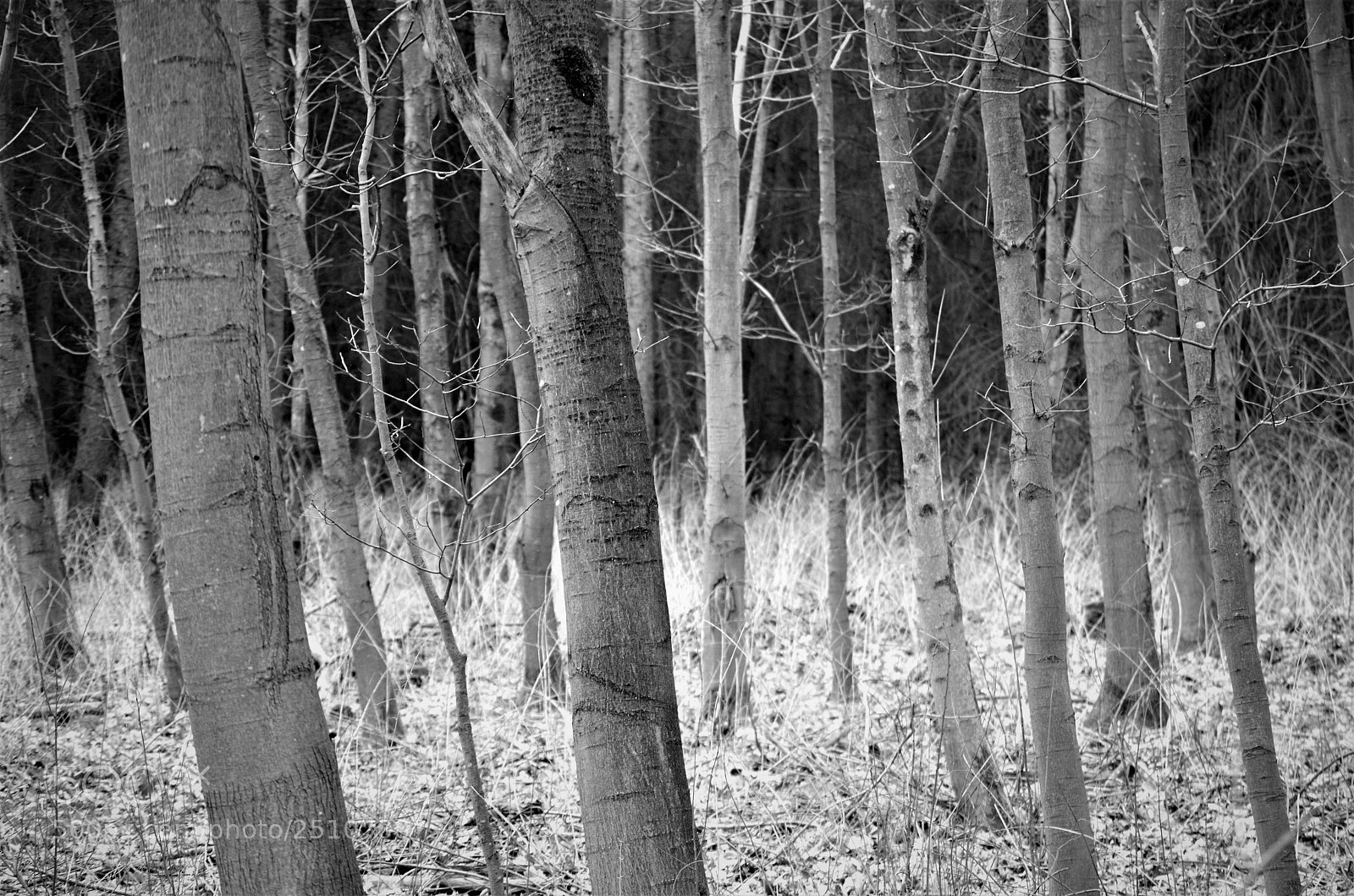 Nikon D5100 sample photo. Bright ground photography