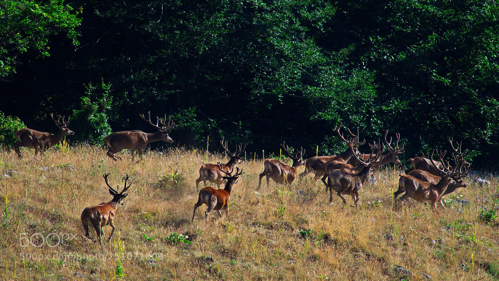 Pentax K-50 sample photo. Herd of male red photography