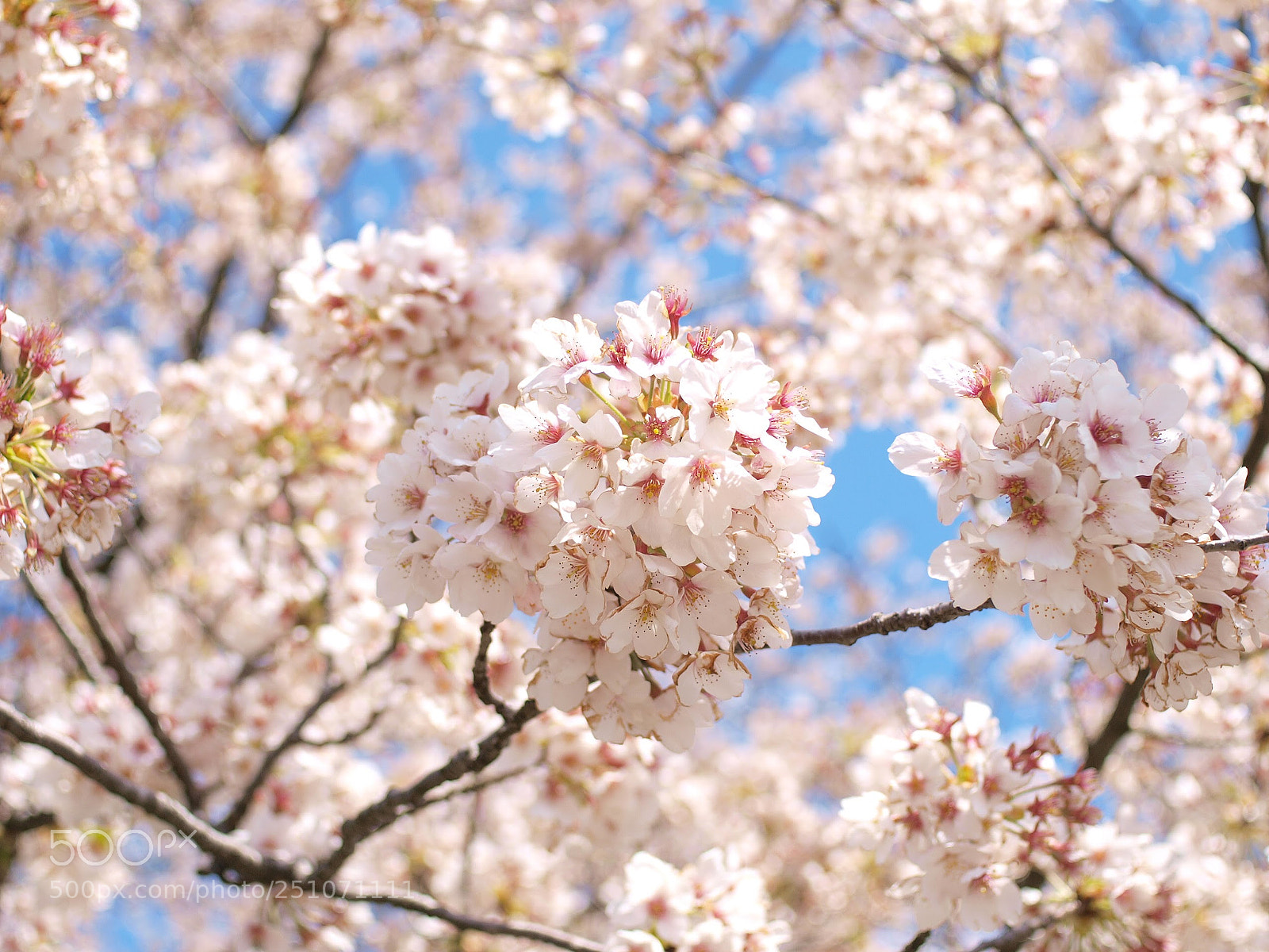 Olympus E-3 sample photo. Sakura photography