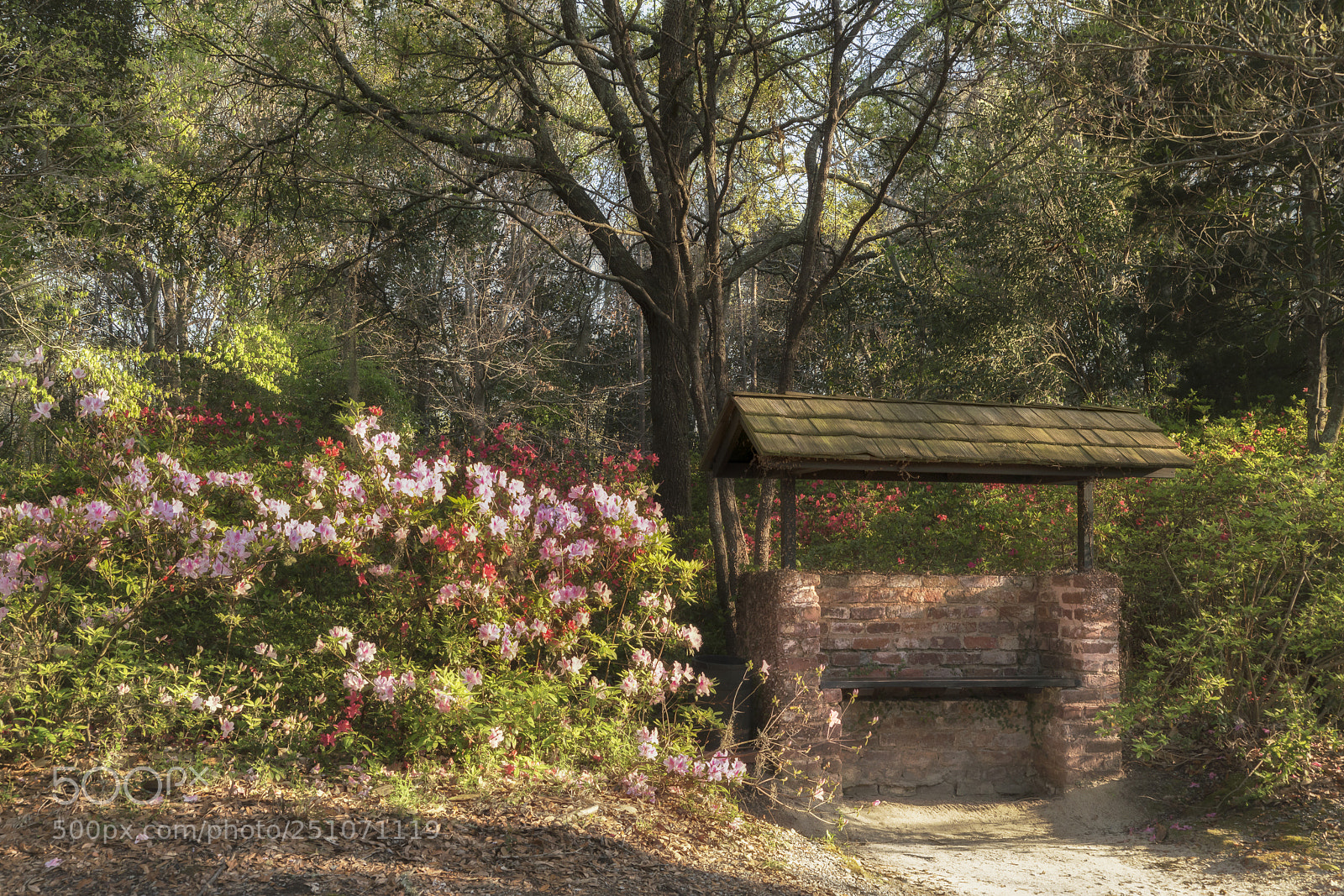 Sony a7R III sample photo. Middleton place - sheltered photography