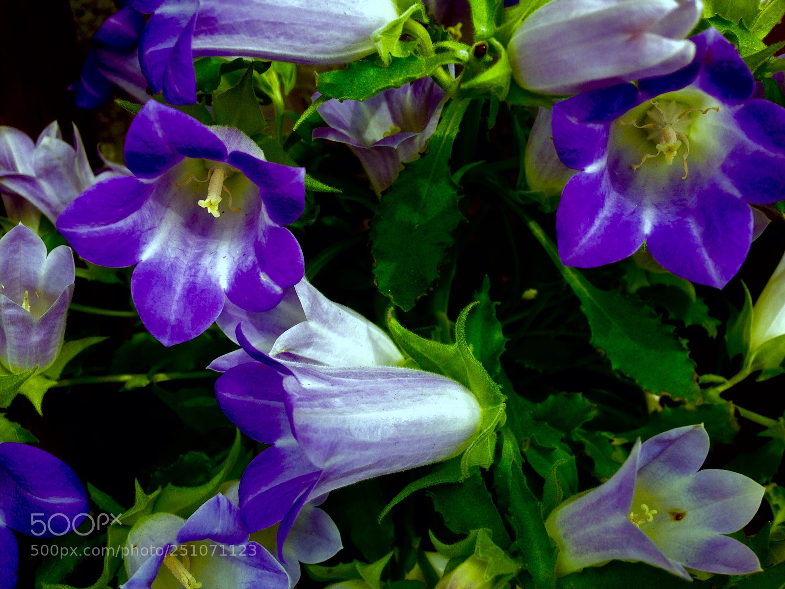 Apple iPhone 5 sample photo. Blue flowers photography