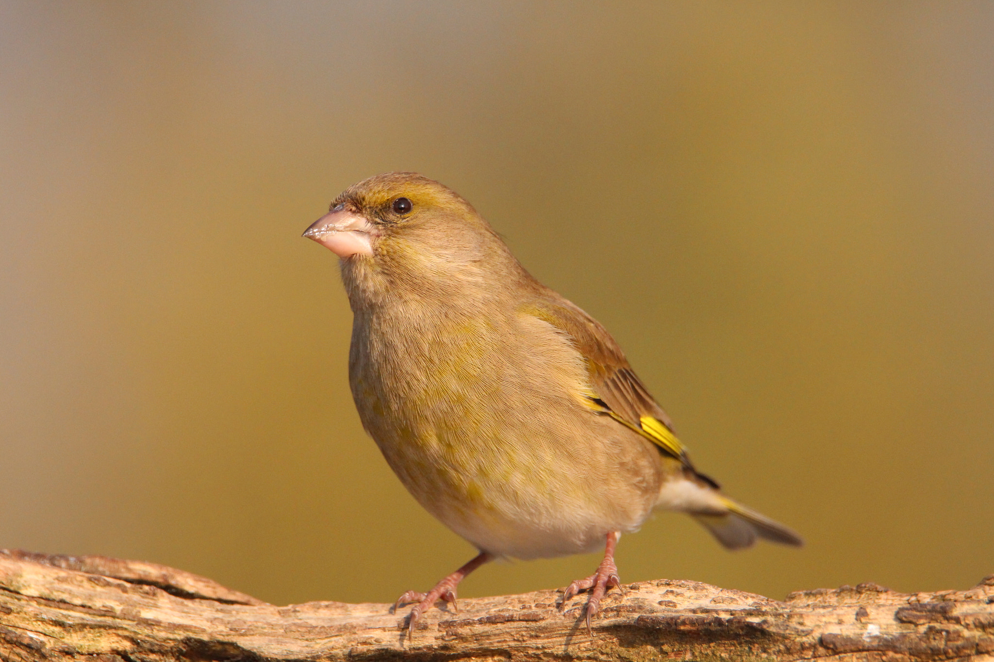 Tamron SP 150-600mm F5-6.3 Di VC USD sample photo. All yellow here photography