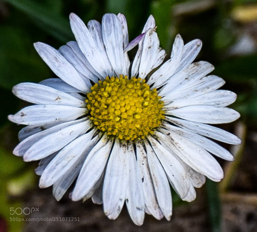 Nikon D5300 sample photo. Daisy photography
