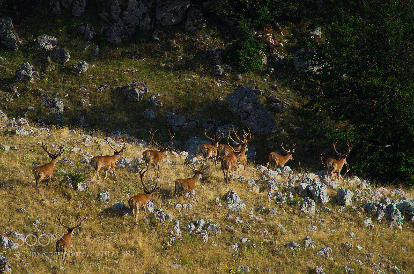 Pentax K-50 sample photo. Herd of male red photography