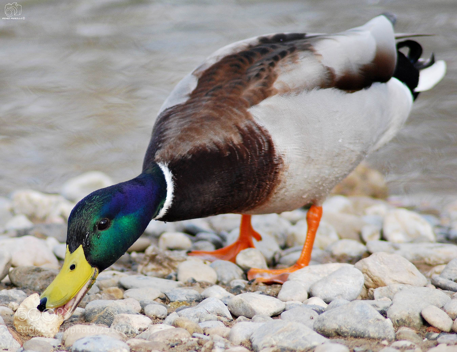 Nikon D60 sample photo. Untitled photography