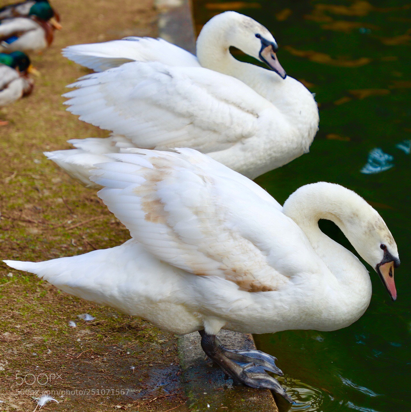 Canon EOS 6D Mark II sample photo. Undecided swans photography