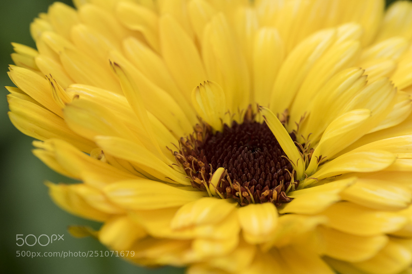 Sony ILCA-77M2 sample photo. Summer flower, nothing edited. photography
