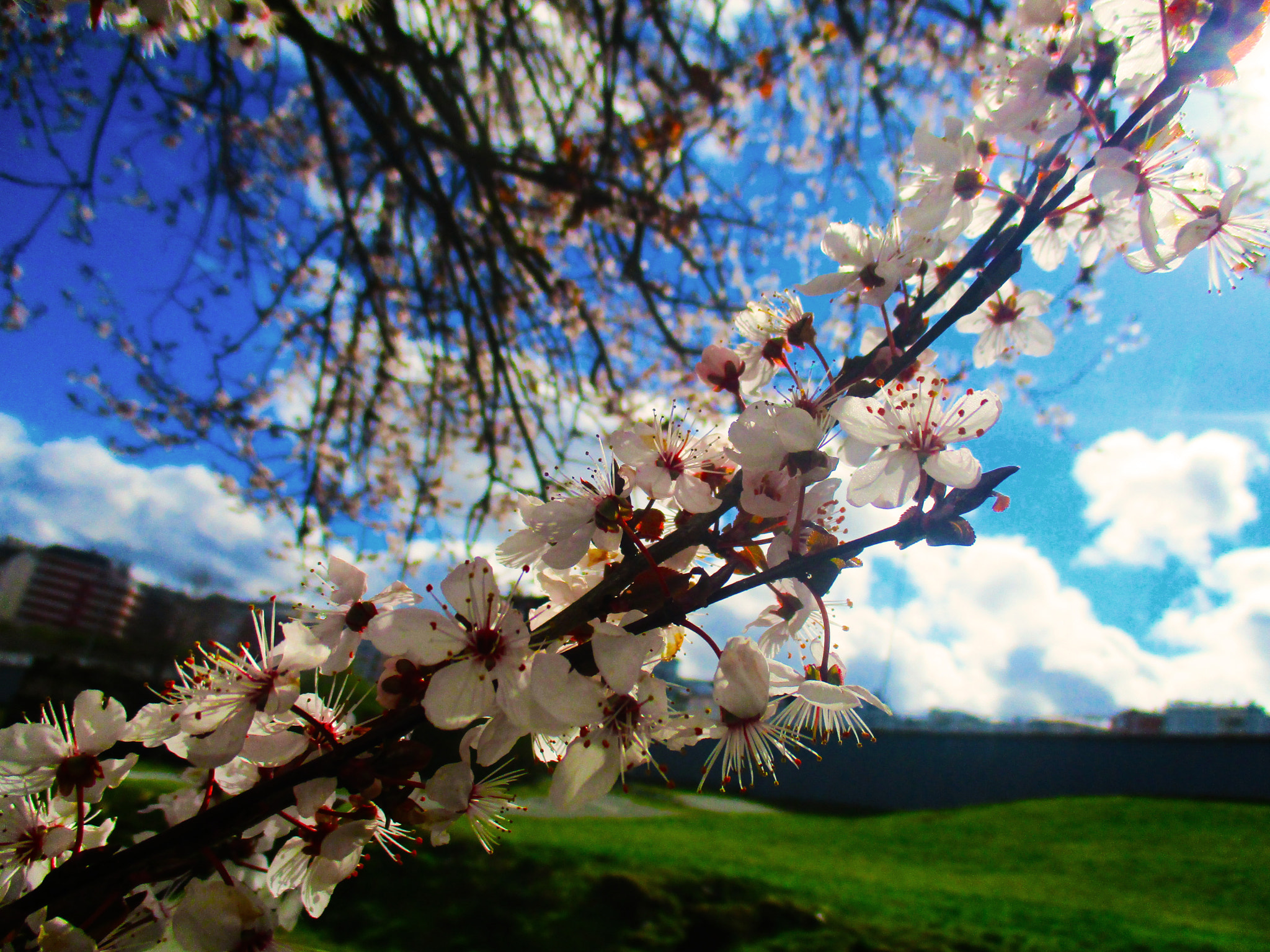 Canon PowerShot ELPH 160 (IXUS 160 / IXY 150) sample photo. Sakura photography