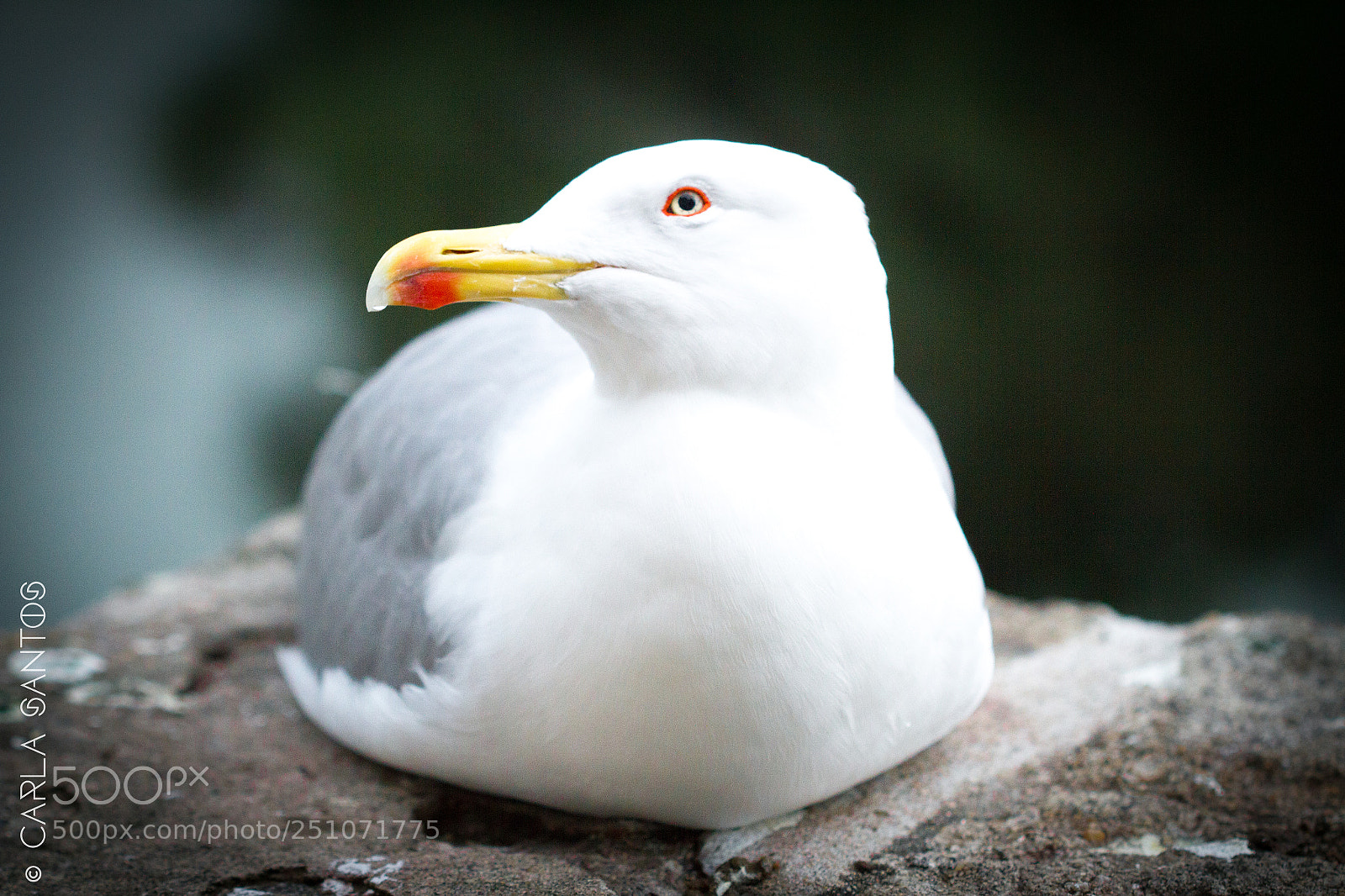 Canon EOS 7D sample photo. Peaceful seagull photography