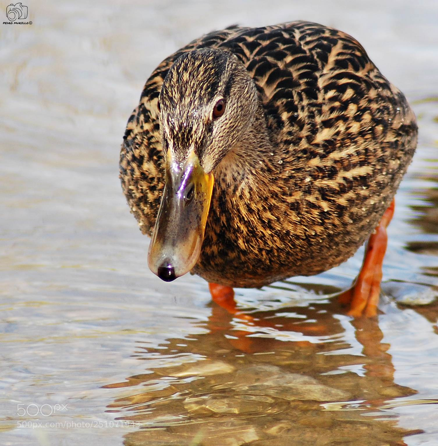 Nikon D60 sample photo. Untitled photography