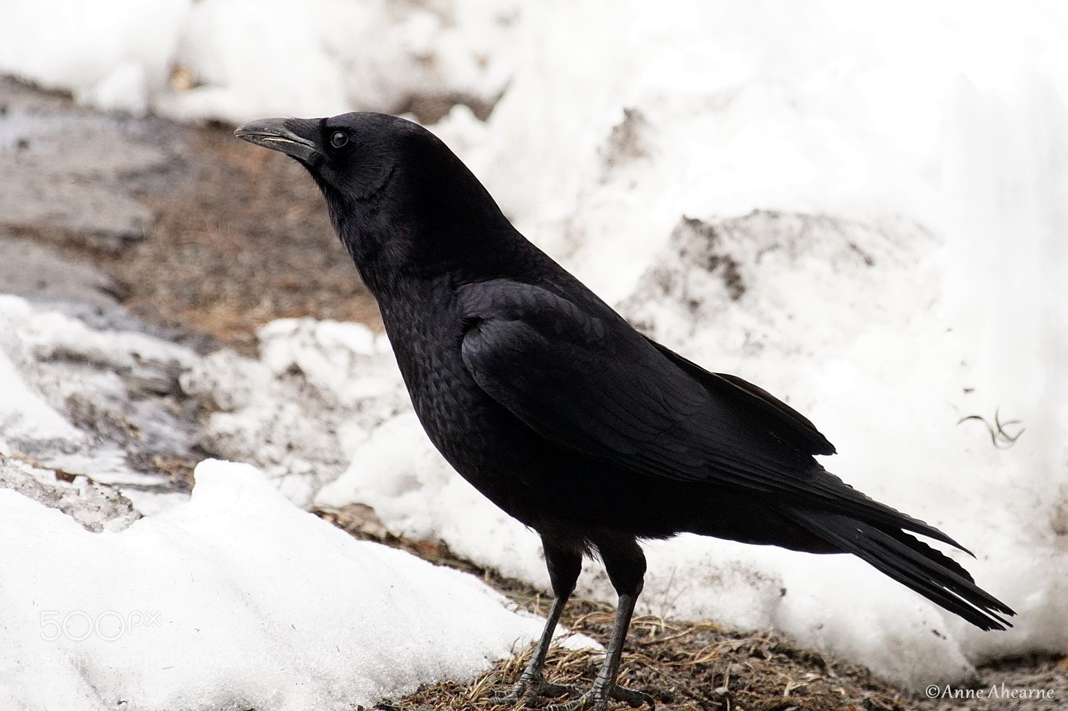 Sony ILCA-77M2 sample photo. American crow photography