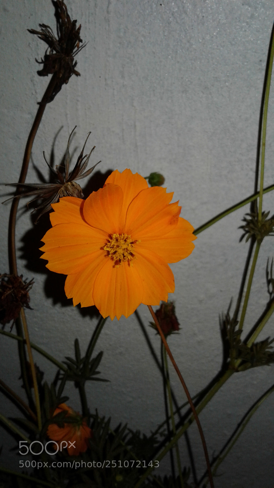 Samsung Galaxy J3(2016) sample photo. The orange flower's photography