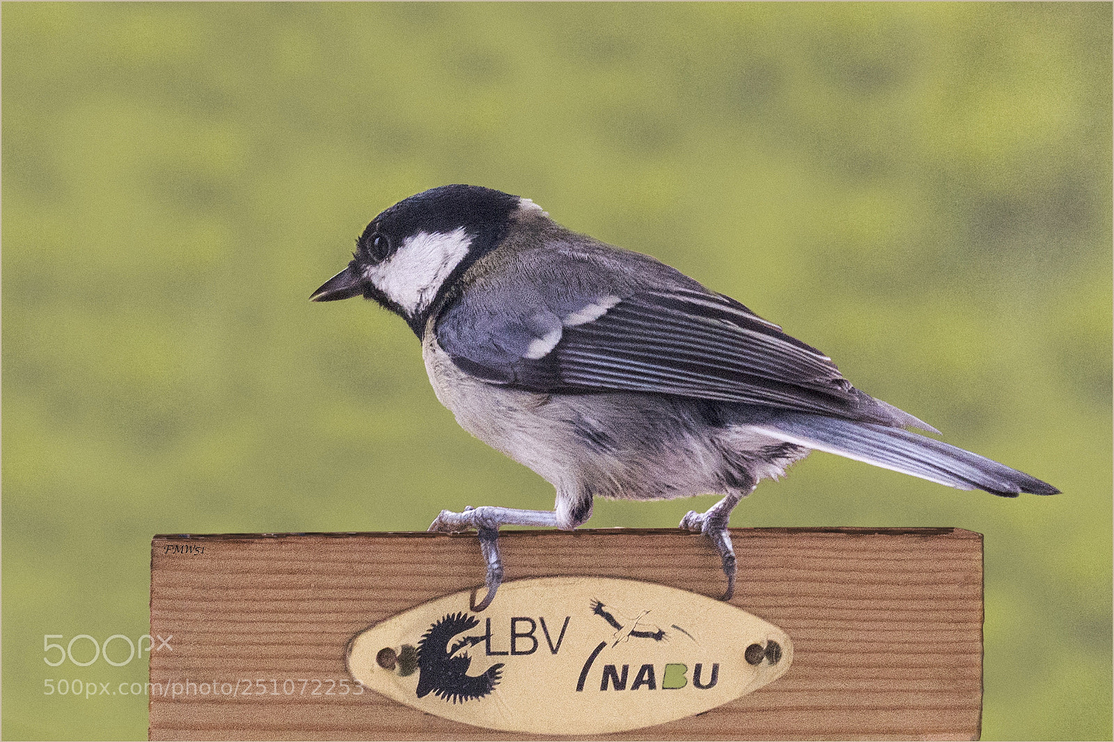 Sony ILCA-77M2 sample photo. Continental coal tit photography