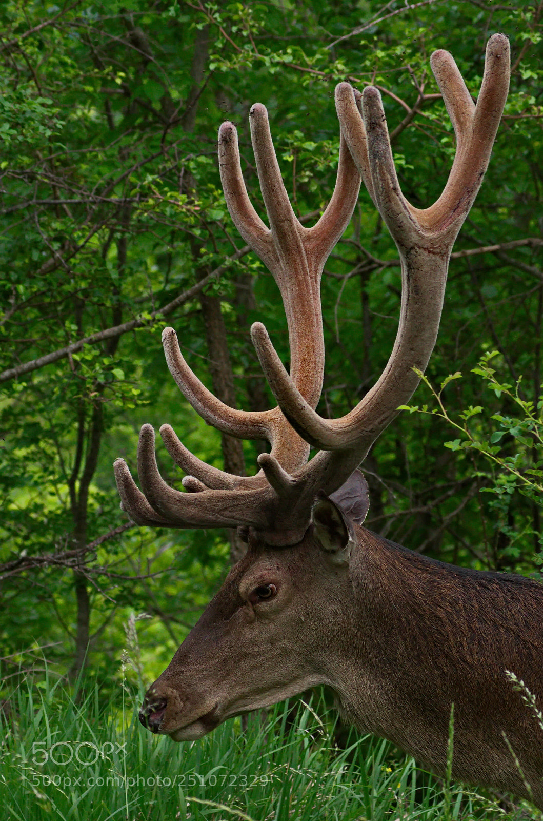 Pentax K-50 sample photo. Red deer 1 photography