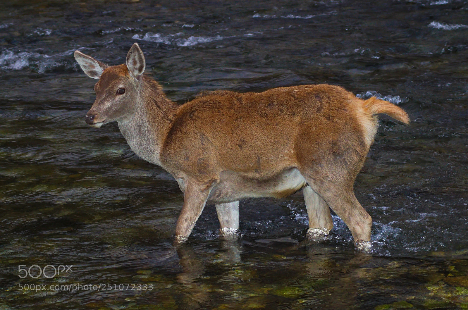 Pentax K-50 sample photo. Red deer crossing a photography