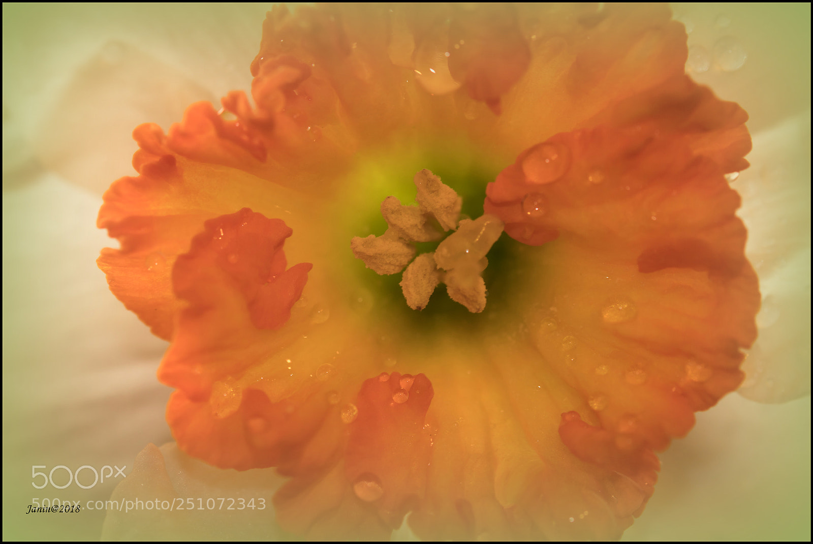 Canon EOS 77D (EOS 9000D / EOS 770D) sample photo. Wet narcissus photography