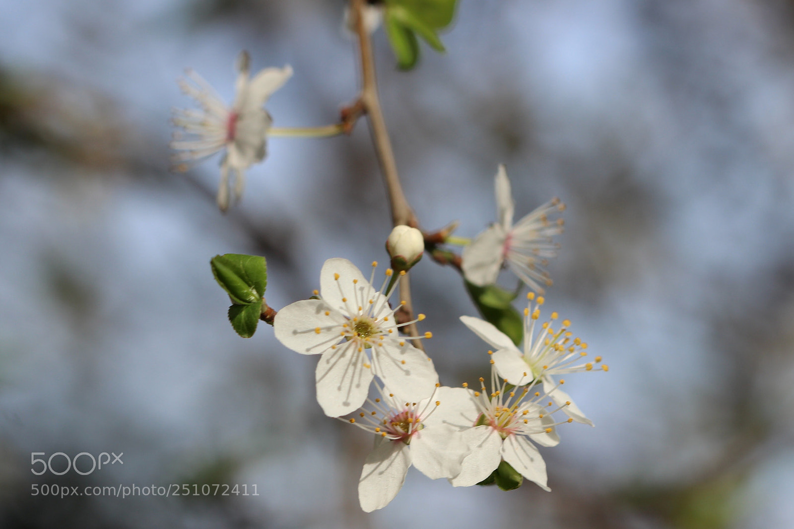 Canon EOS 600D (Rebel EOS T3i / EOS Kiss X5) sample photo. All together  photography