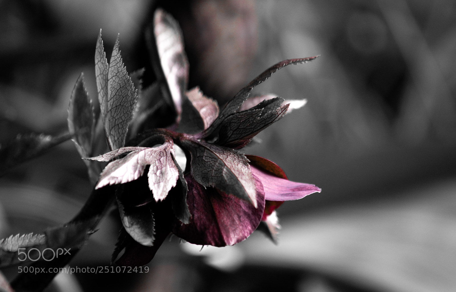 Nikon D3200 sample photo. Hellebore flower photography