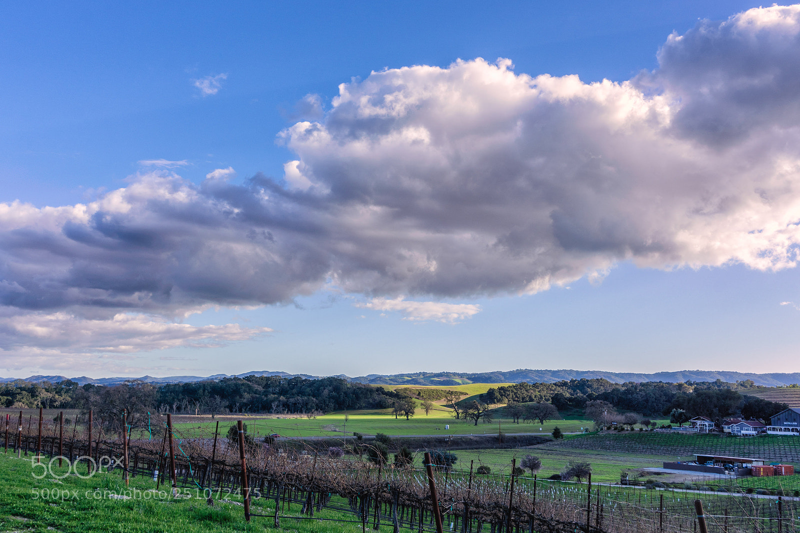 Sony a6000 sample photo. Puffy clouds over vineyards photography