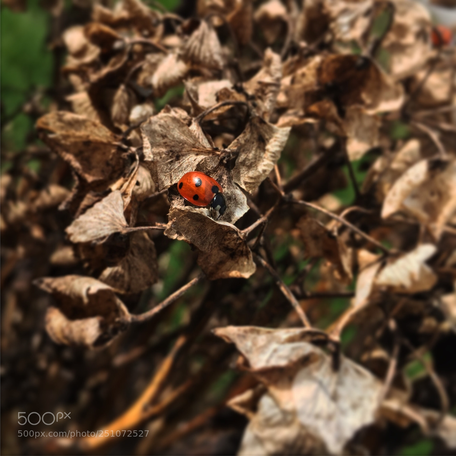 Apple iPhone 6 sample photo. Ladybug. photography