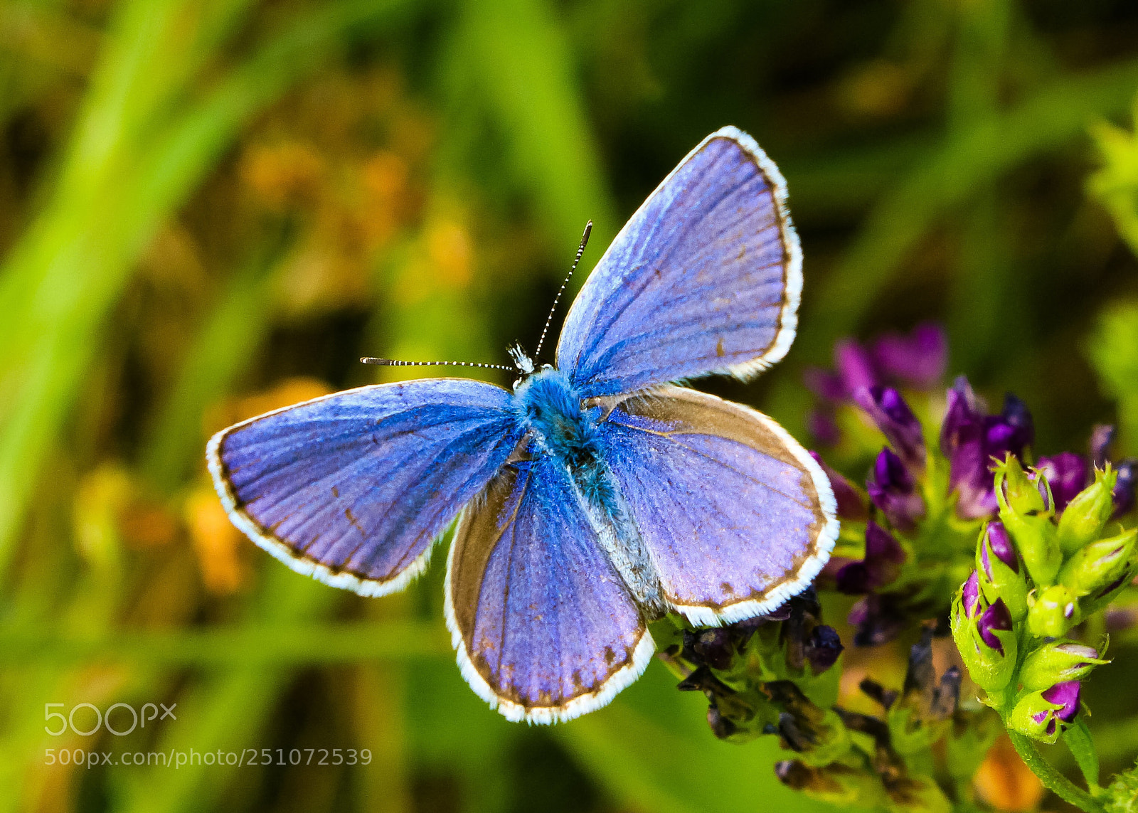 Canon EOS 700D (EOS Rebel T5i / EOS Kiss X7i) sample photo. Butterfly photography