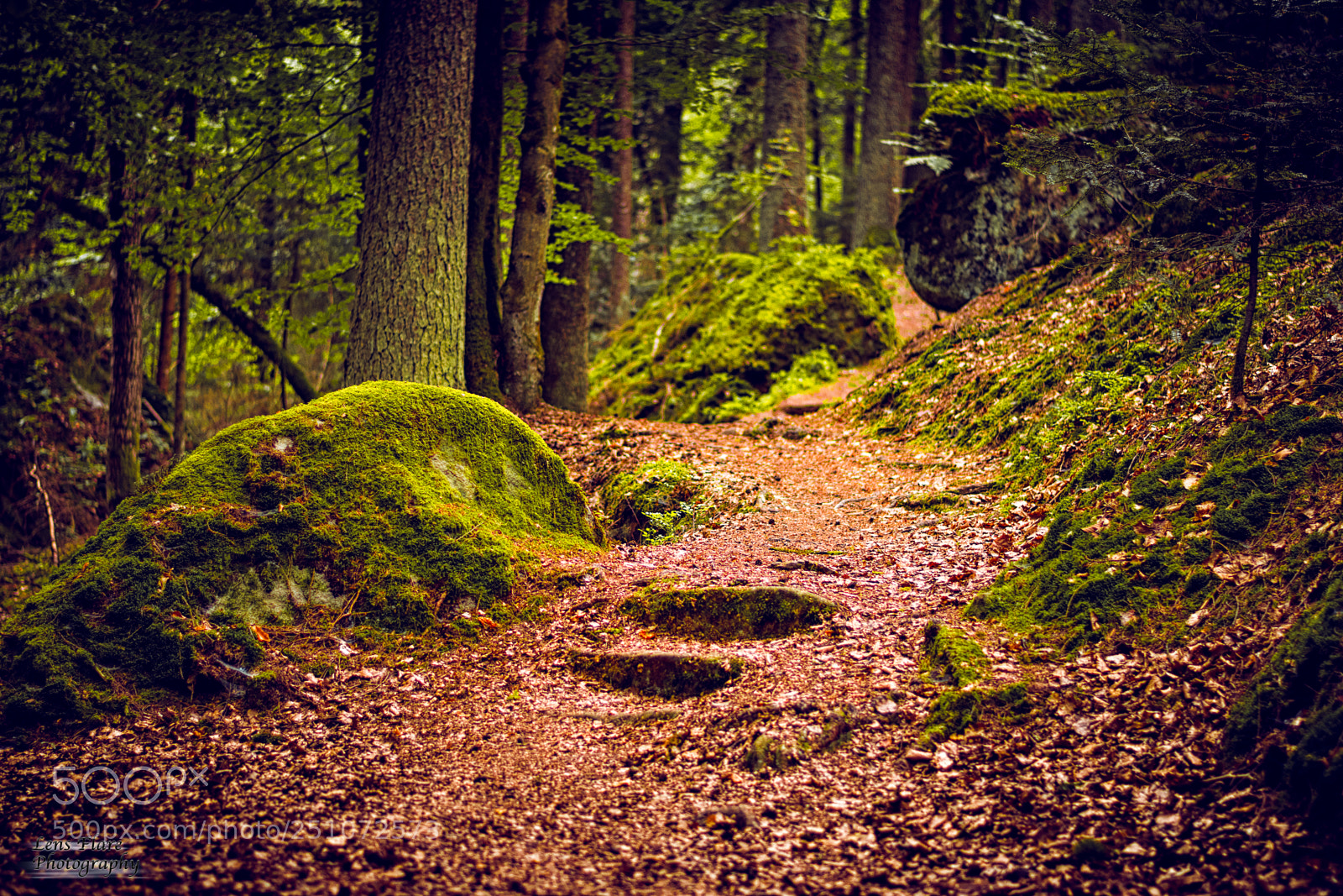 Nikon D3300 sample photo. In the forest photography