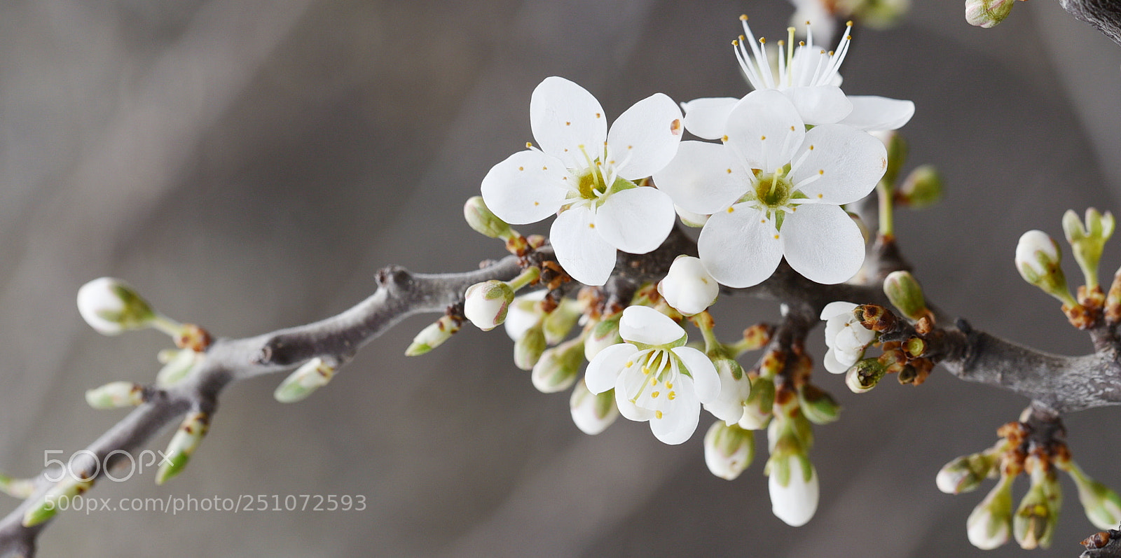 Nikon D750 sample photo. Cherry plum flowers photography
