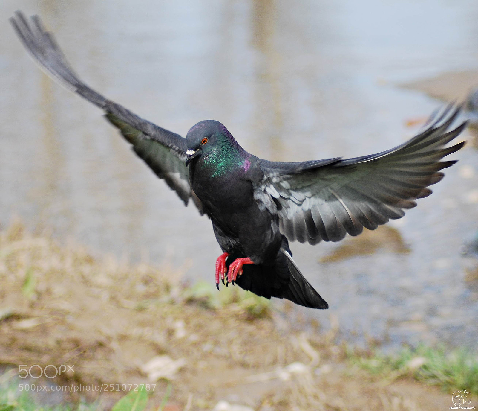 Nikon D60 sample photo. Untitled photography