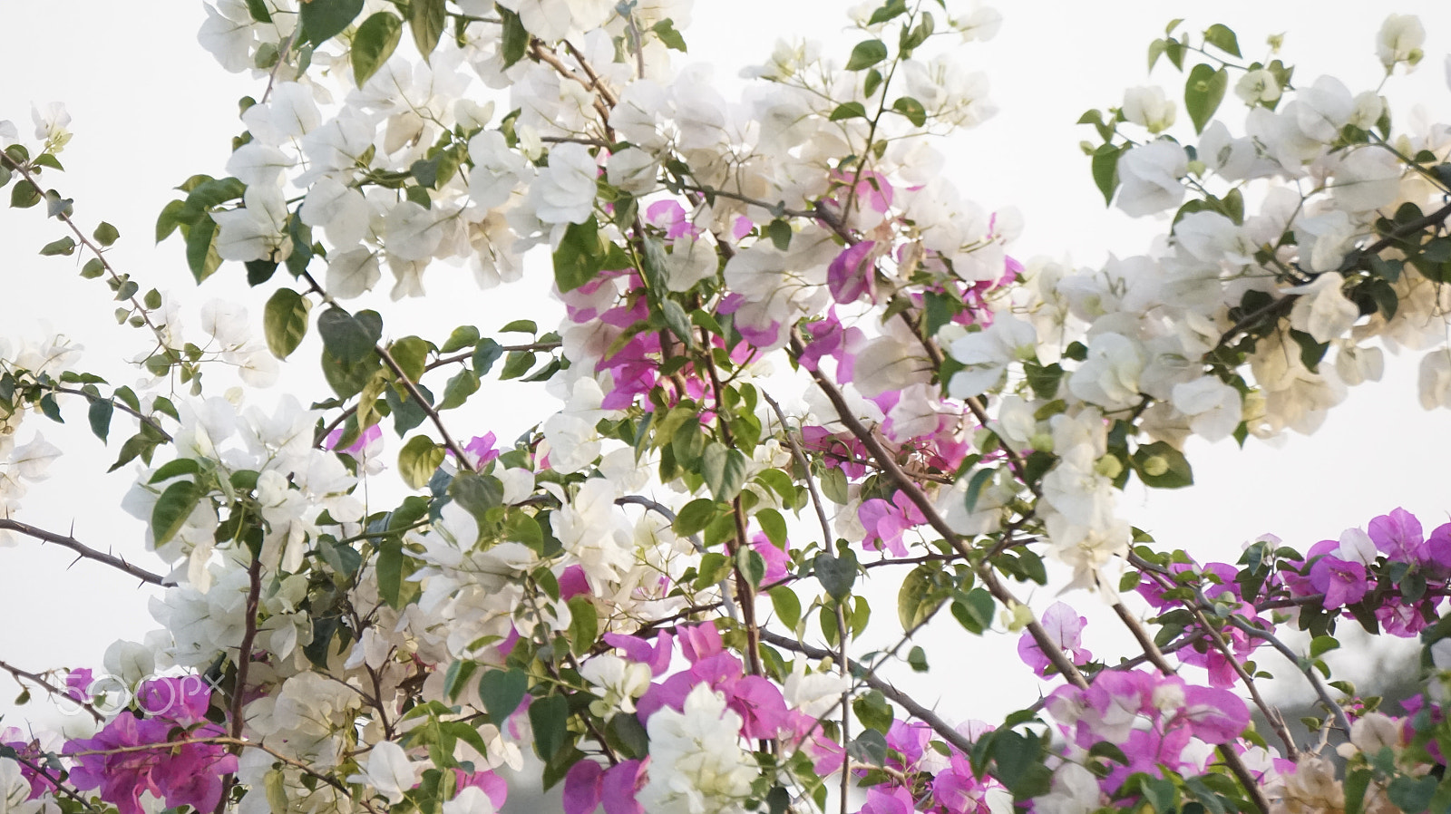 Sony E 55-210mm F4.5-6.3 OSS sample photo. Flower makes beauty of our nature.. photography
