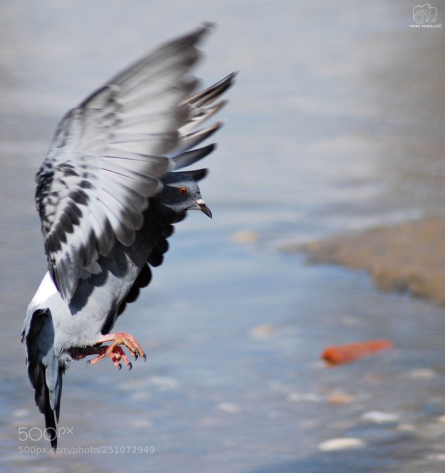 Nikon D60 sample photo. Untitled photography