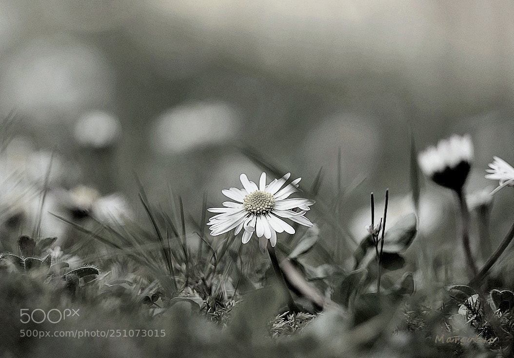 Panasonic Lumix DMC-FZ2500 (Lumix DMC-FZ2000) sample photo. Spring meadow ... photography