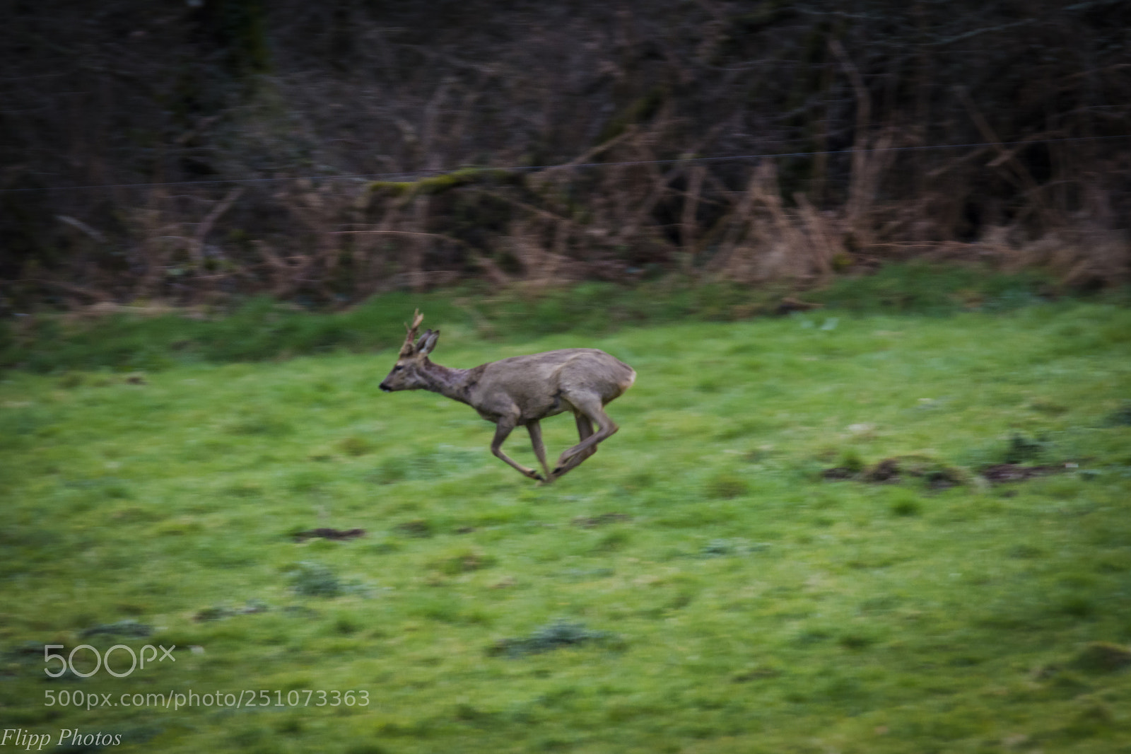 Nikon D5200 sample photo. Breizh animal photography