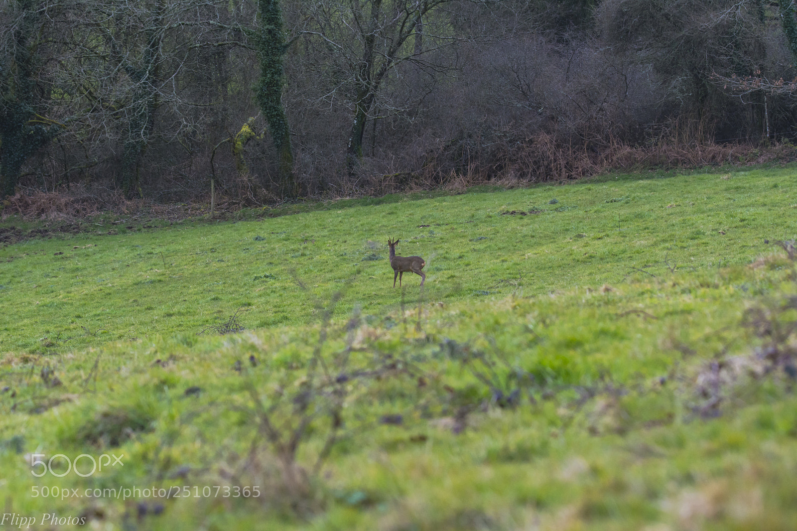 Nikon D5200 sample photo. Breizh animal photography