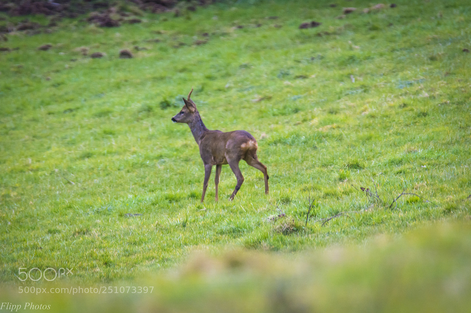 Nikon D5200 sample photo. Breizh animal photography