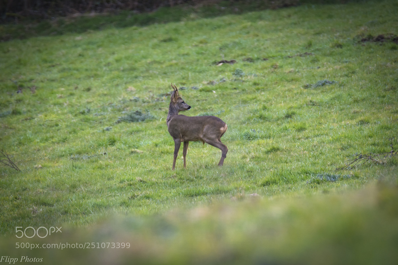 Nikon D5200 sample photo. Breizh animal photography