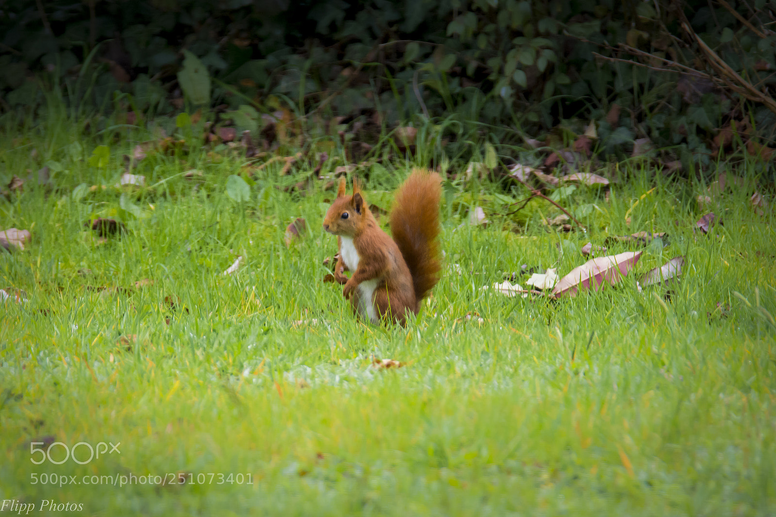 Nikon D5200 sample photo. Breizh animal photography