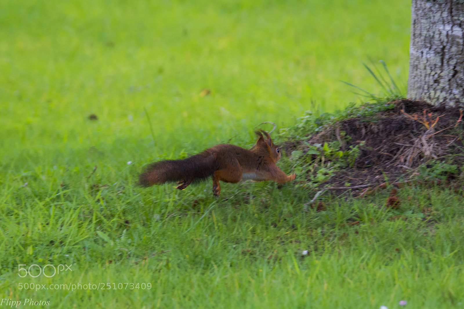 Nikon D5200 sample photo. Breizh animal photography