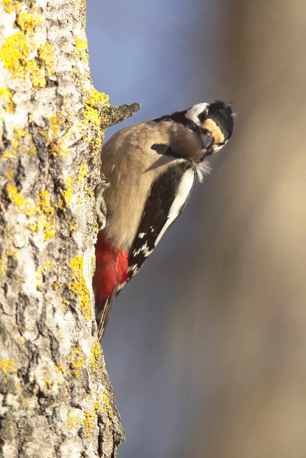 Nikon AF-S Nikkor 400mm F2.8D ED-IF II sample photo. Woodpecker sunset photography