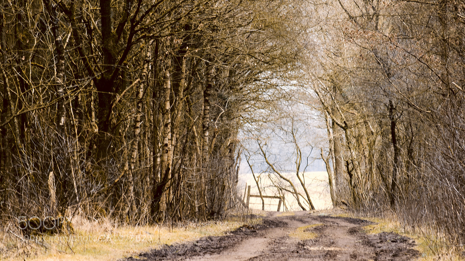 Nikon D5100 sample photo. Forest road photography