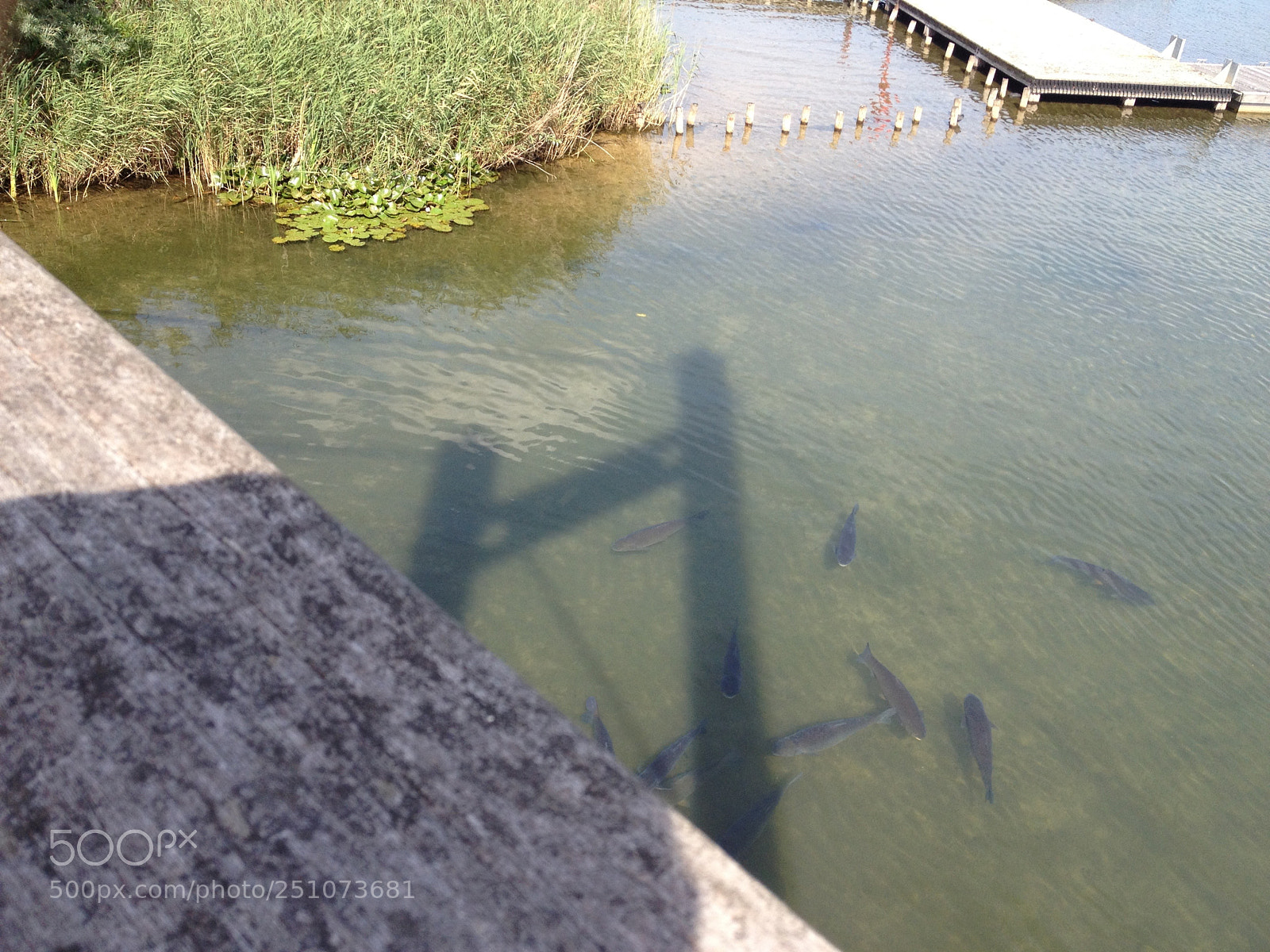 Apple iPhone 4S sample photo. Pond photography