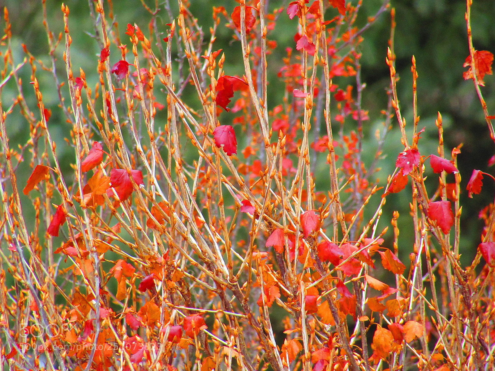 Canon PowerShot SX610 HS sample photo. Bush close up photography